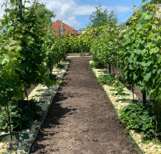 Що впливає на смак вина: теруар, сорт, технології виробництва